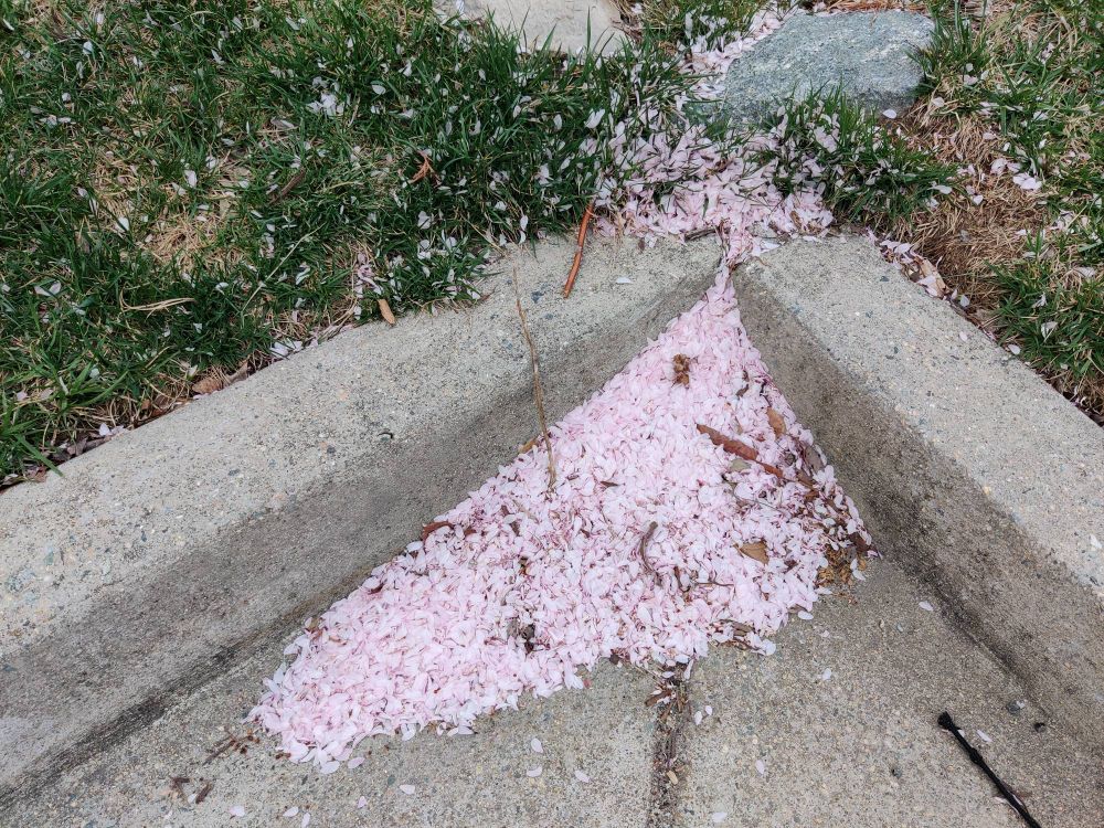 la ĉerizfloroj falintaj