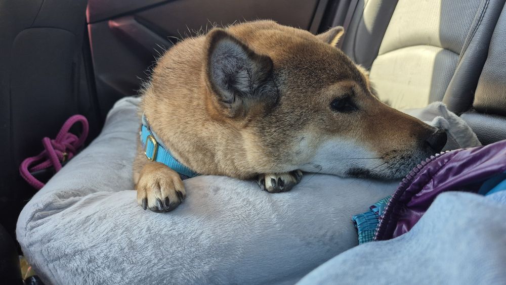 Shiba Inu der im Bettchen auf dem Rücksitz eines Autos liegt