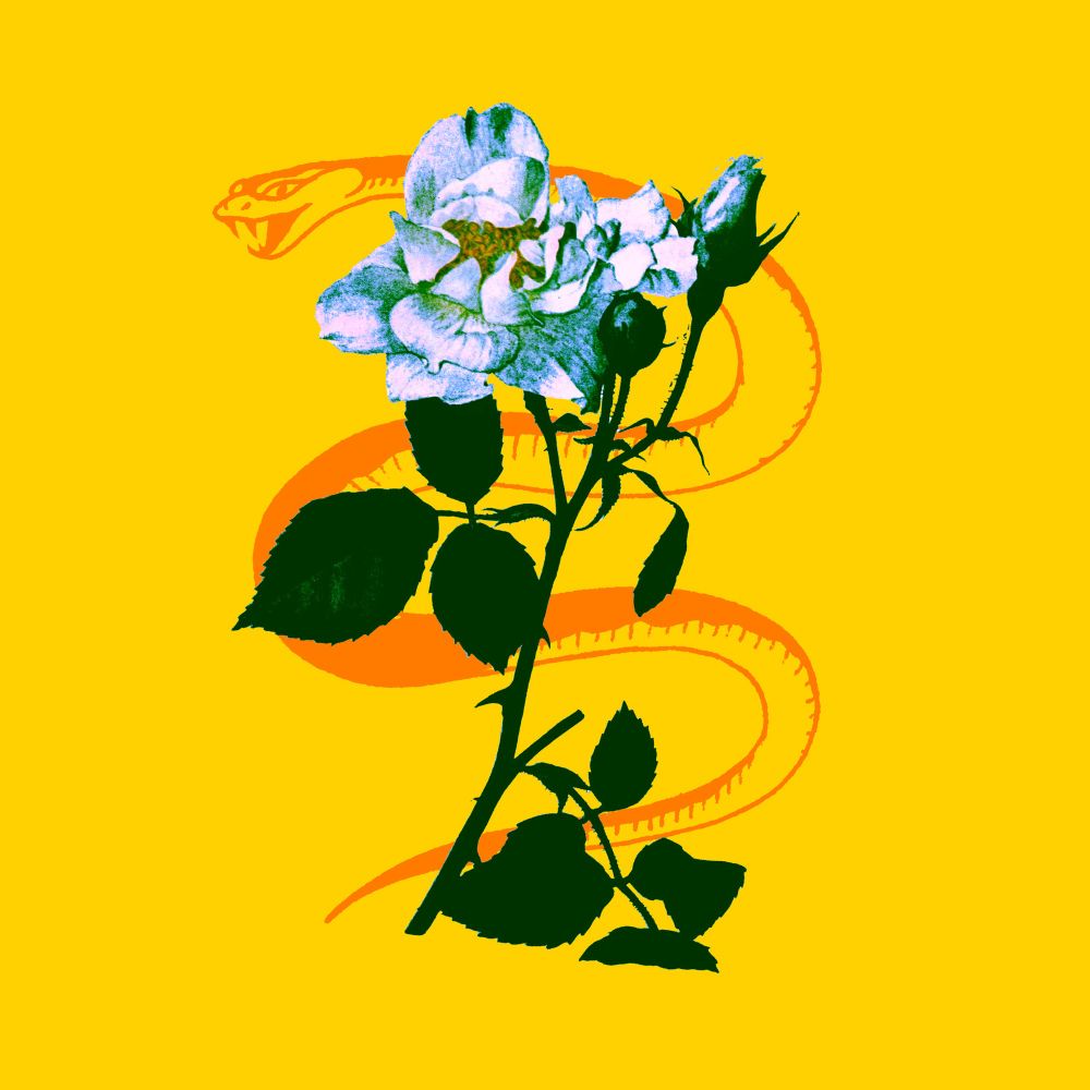 knight of the white rose