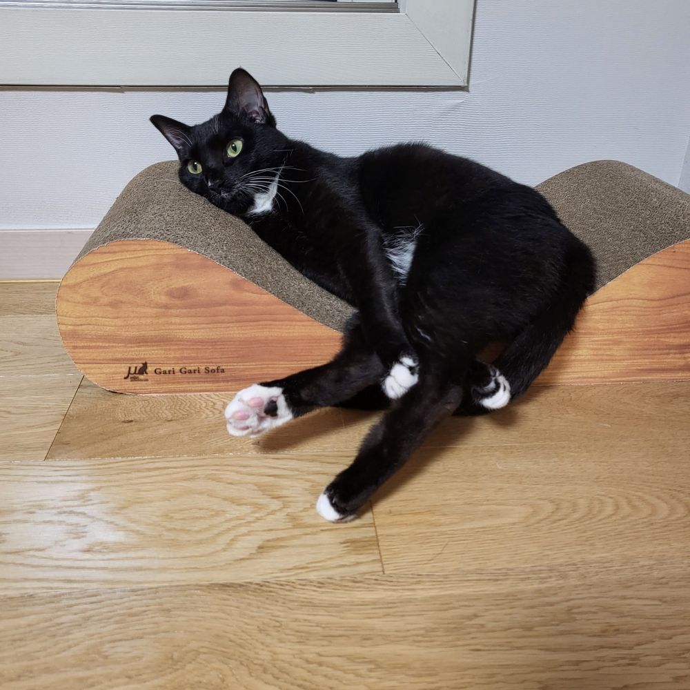 A very cute black cat named Fury seating on her cat sofa