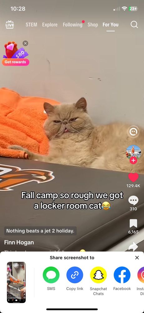 Persian cat named Pudge