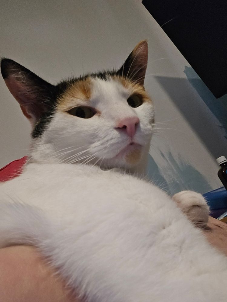 A photo of Toni lying on my arm, face looking at the camera. 