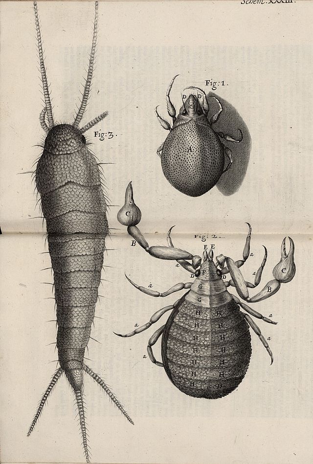 Image of three mites illustrated in Robert Hooke's 'Micrographia', 1665.
Courtesy of the National Library of Wales.