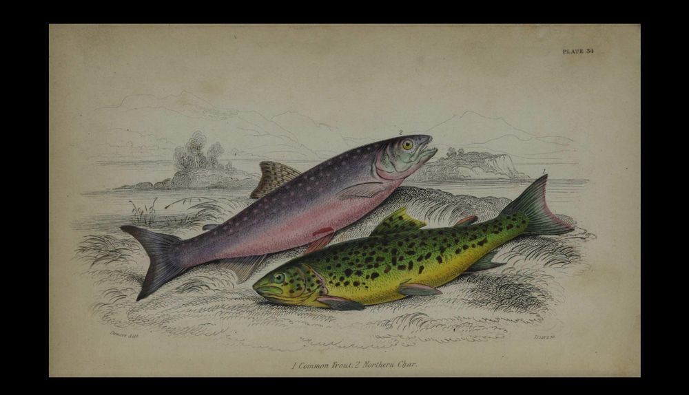 An illustration showing two fish. On the left is a fish with a pink belly, purplish back with light spots (the common trout). On the right is a green fish with a yellow belly and black spots (the Northern Char).