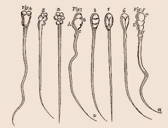 Illustrations of the sperm of rabbit and dog by Leeuwenhoek.