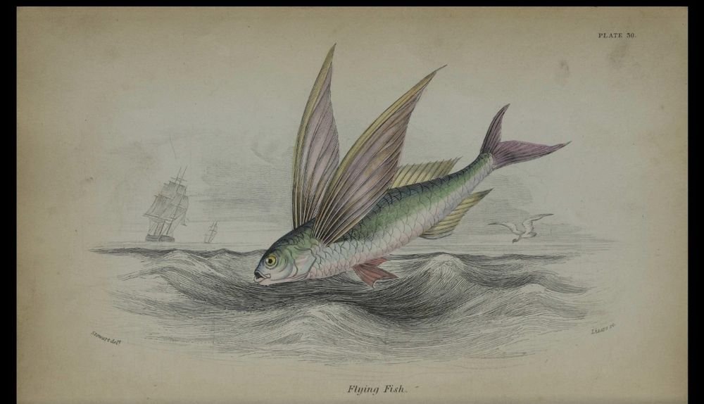 An illustration of a flying fish. It has two large fins spread like wings above it as it jumps out of he waves. Seagulls and a ship's sails can be seen in the background. The fish is coloured wit ha green back and fins tinged with pink and yellow.