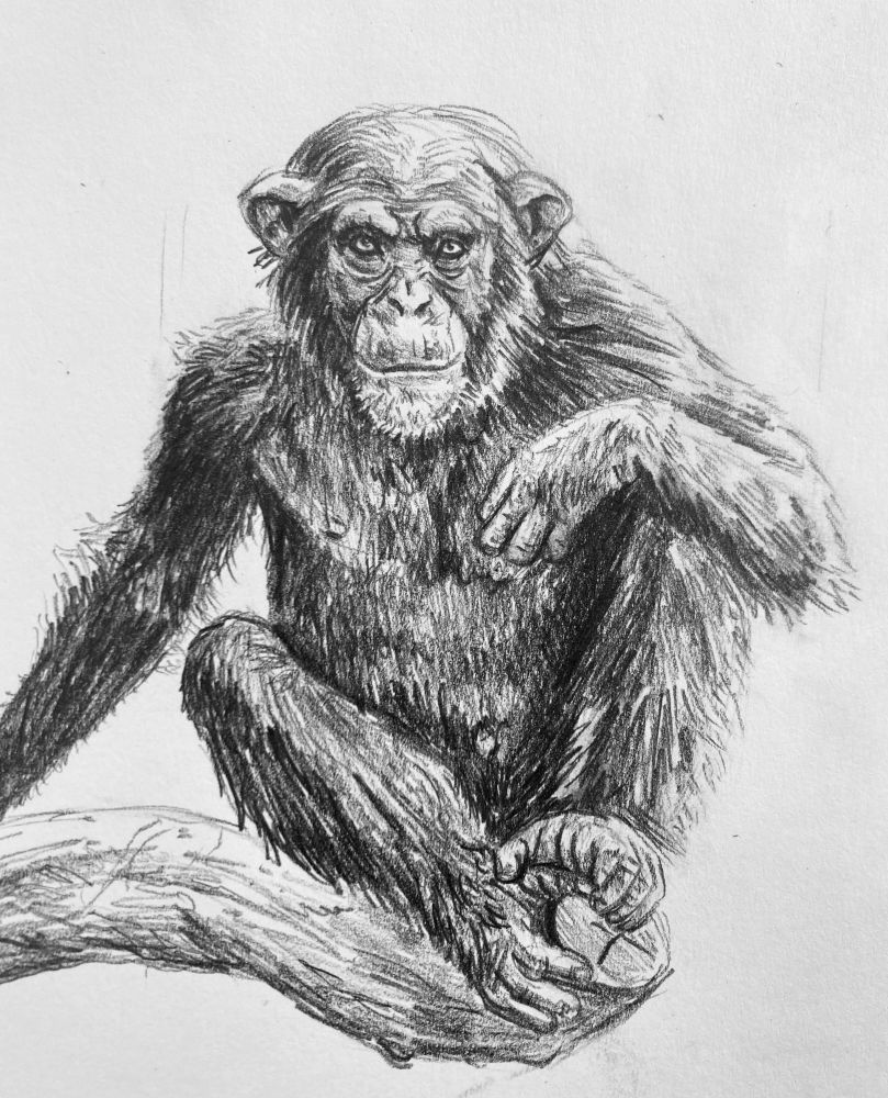 A pencil drawing of a Chimpanzee.
Reference: https://www.indianapoliszoo.com/wp-content/uploads/2024/04/Chimpanzee-Gallery-2.webp