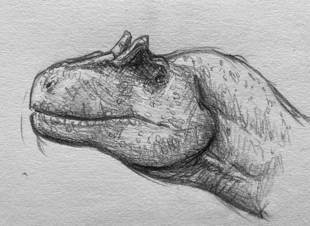 A pencil portrait of an Allosaurus