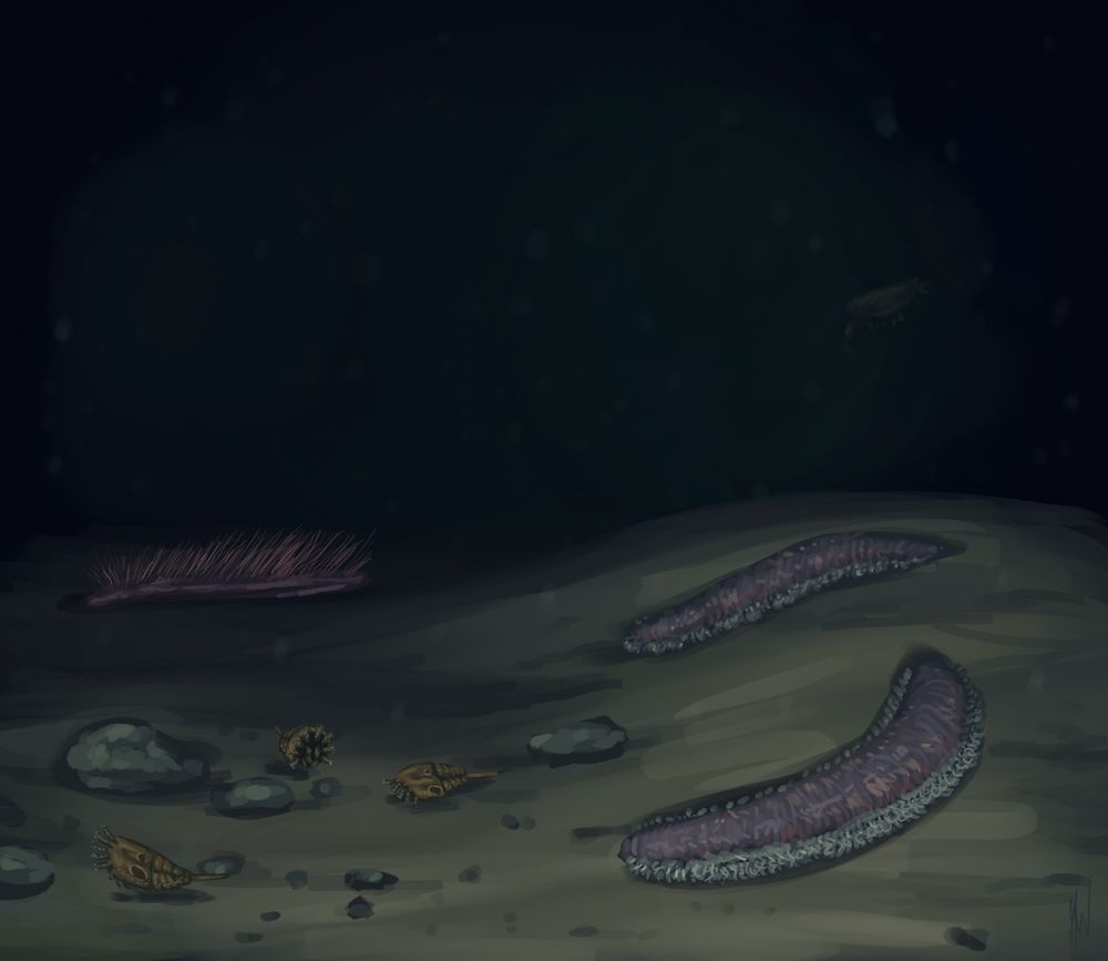 The floor of a deep, Silurian sea. There are some polychaetes (Kenostrychus), some small chelicerates (Offacolus), a mollusk (Punk), and a very faint Cinerocaris in the background.