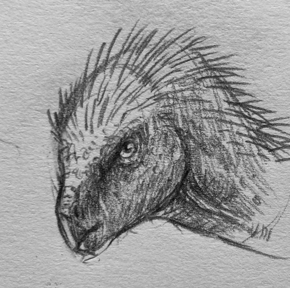 A pencil portrait of a Heterodontosaurus