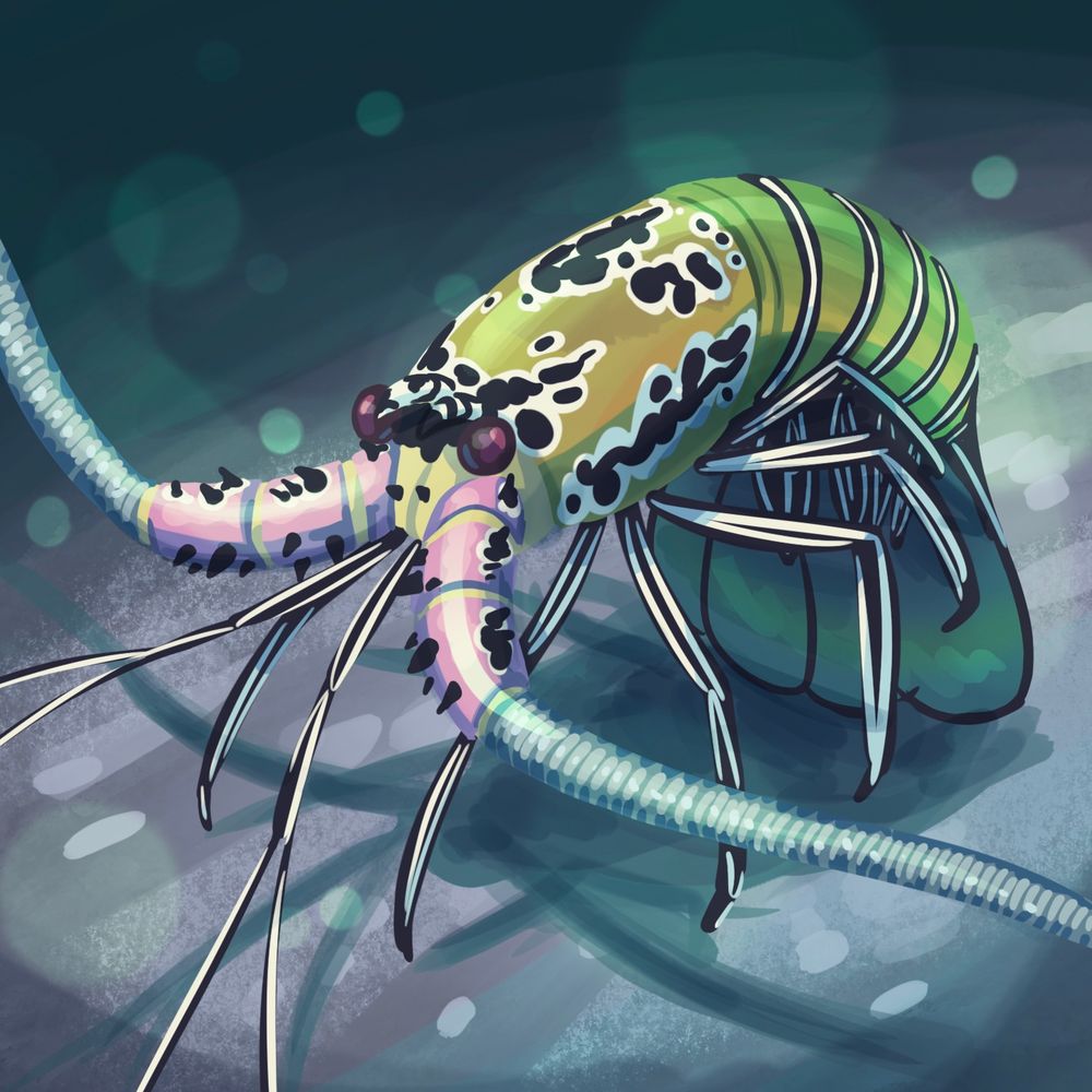 A digital drawing of a Painted Spiny Lobster 