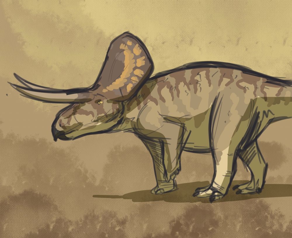 A digital drawing of Zuniceratops.