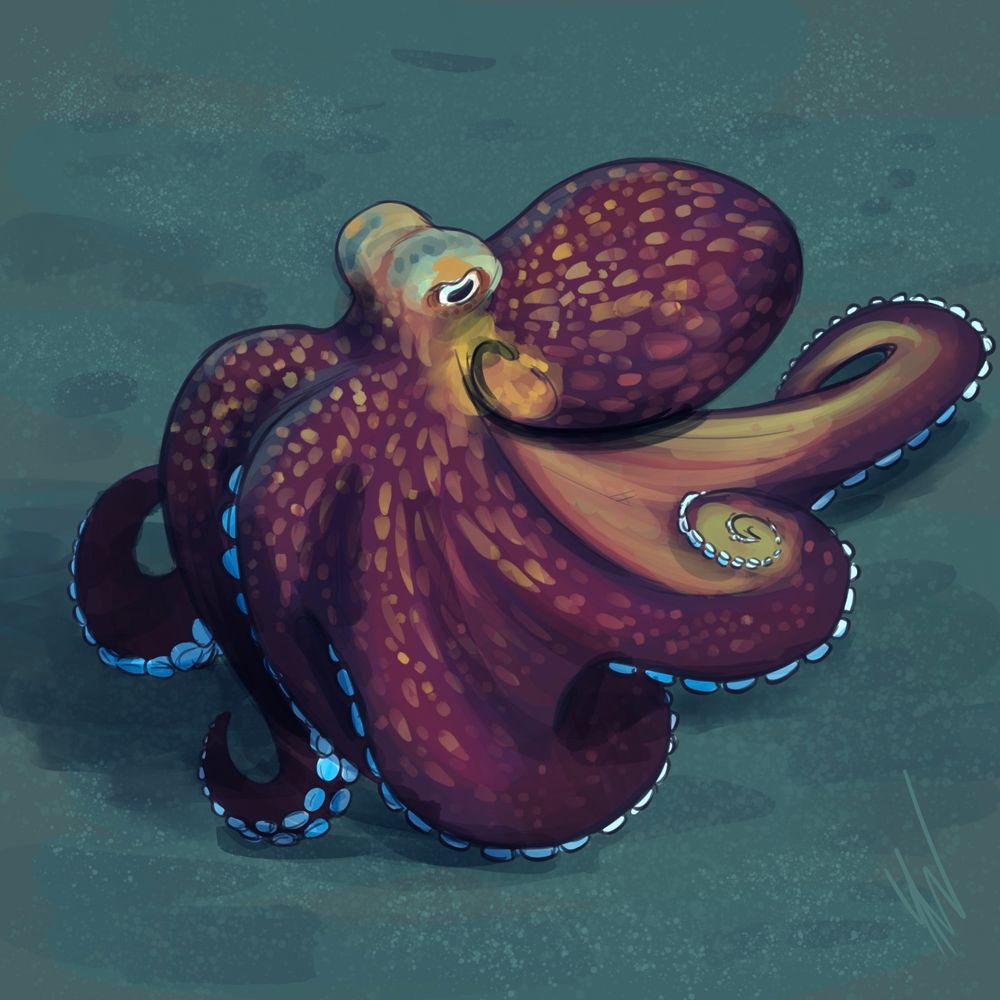A digital drawing of a Coconut Octopus 