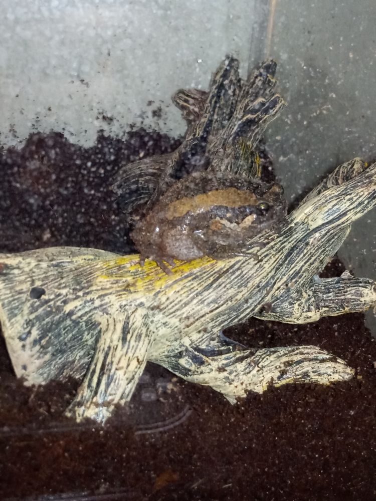 Hilda the banded bullfrog (kaloula pulchra) sits atop her driftwood perch. She is round and chubby. Hilda is dark brown with two caramel-colored stripes running along her back.