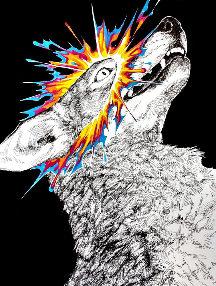a traditional pen and ink drawing of a coyote looking upwards with eyes wide and mouth slightly open. a burst of color in white, yellow, orange, pink, and blue (painted in gouache) imperfectly bisects its head