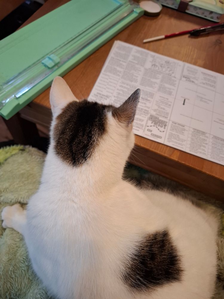 Meows the cat sits facing away from the camera while mol tries to fold zines