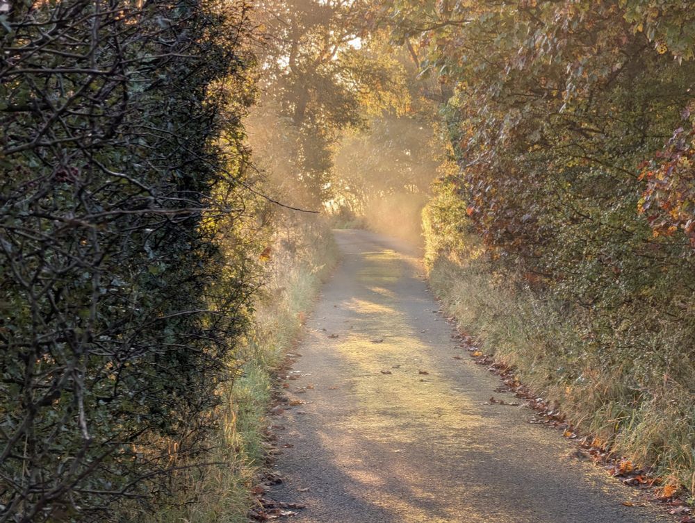 A view down a tree lined single track road. Sunlight luminates a slight mist.
