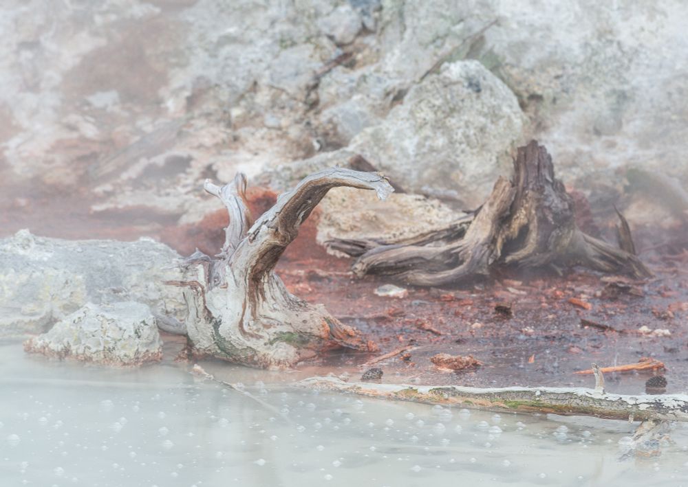 A soft high-key image of a pair of gnarled stumps, with a bubbling mud nearer the viewer, reddish soil, near the stumps, and lighter rock and wood behind.