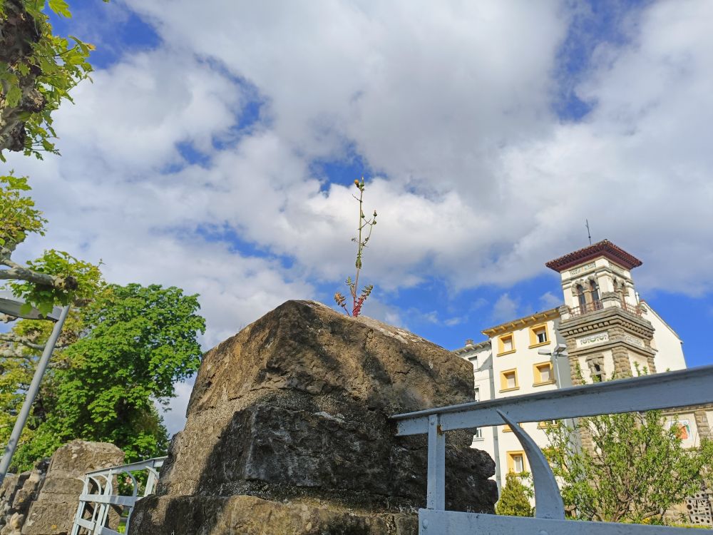 Planta creciendo rebelde sobre un muro