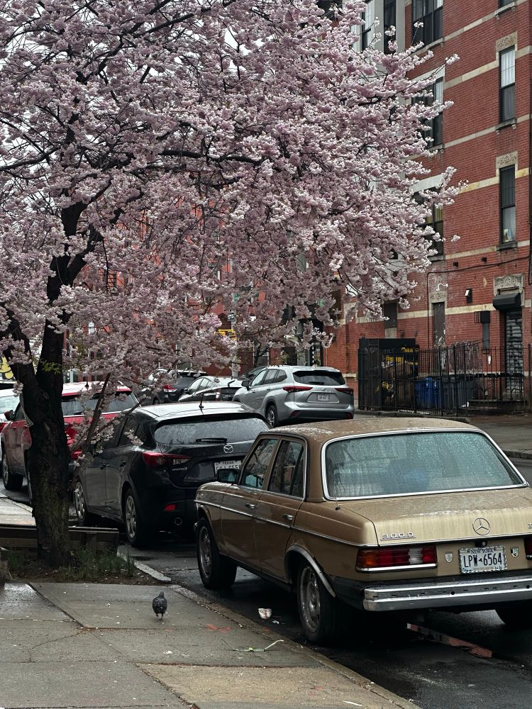 Vintage Mercedes parked under blossoming tree. Overcast weather and small drizzle adds to the whole vibe. A pigeon walks up to the car like he’s about to get in and drive away