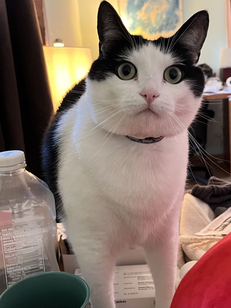 a photo of a large tuxedo cat standing on a tray on the side of a bed, a water bottle and coffee mug to his left, staring intently at the photographer. his legs are planted, his ears are upright and forward, his green eyes are wide, and his whiskers are pointing downward. he looks like he's having some kind of existential crisis.