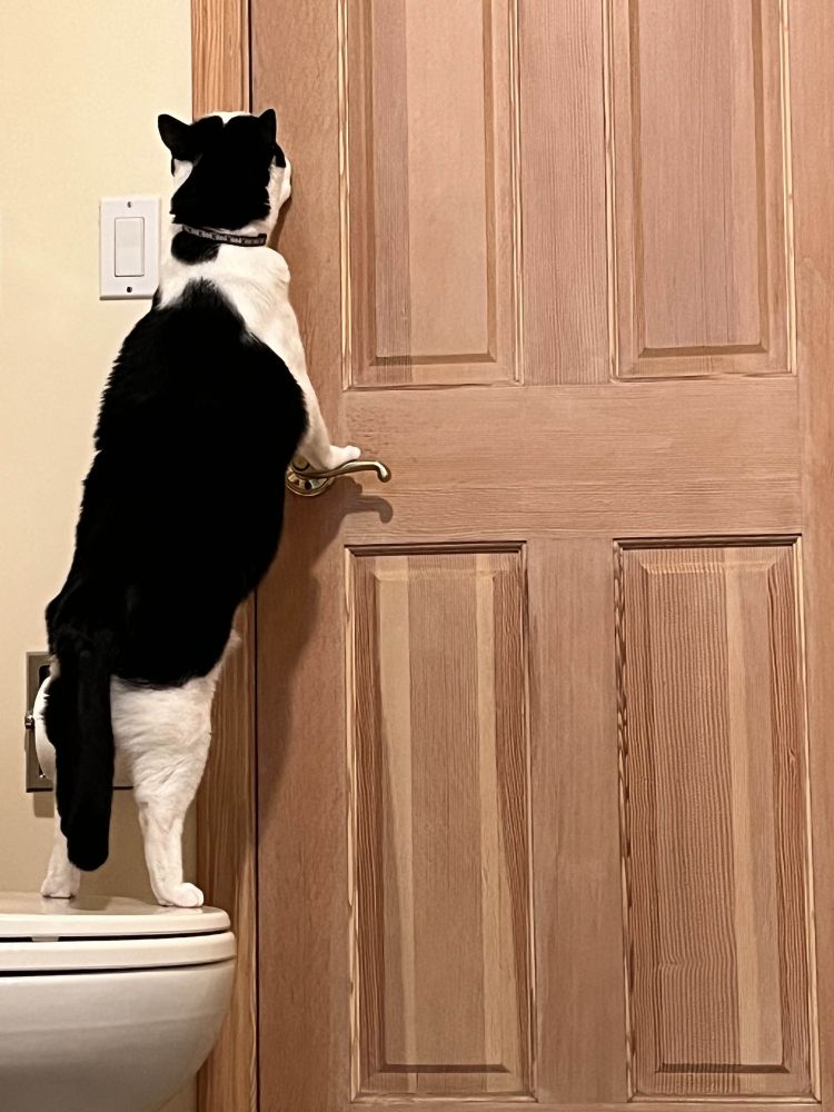 a large tuxedo cat standing on his hind legs on a toilet seat with his front paws balanced on the bathroom door handle and his nose pressed to the crack of the door.