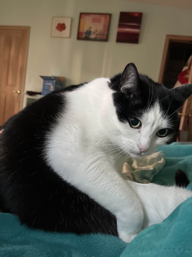 a closeup photo of a large tuxedo cat. he's bent over in a seated position on a teal blanket, his legs stretched out in front of him. his front right leg, closest to the camera, is draped over his back right leg with his paw lightly bent to support his position. his round face is slightly turned to the camera to show his green eyes and pink nose. he looks very soft and squishy, like an overgrown kitten or a plush animal. 
