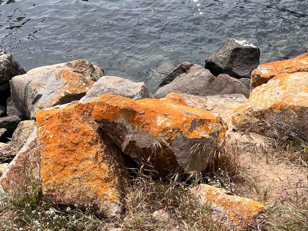 a photo of a rocky shoreline with large rocks covered in orange lichen.