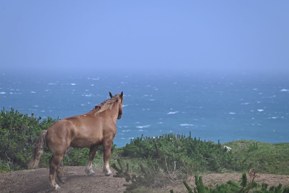 海を望む馬