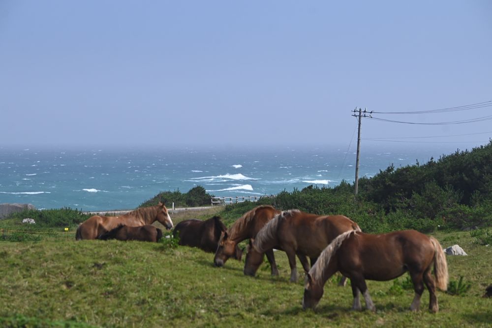 海と馬