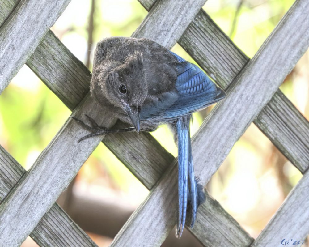 Photo of a juvie steller's jay on a wooden lattice fence. they are perched horizontally on the face of the fence, their tail is down, perpendicular to their body and their head is turned showing in profile as they look down at the ground.