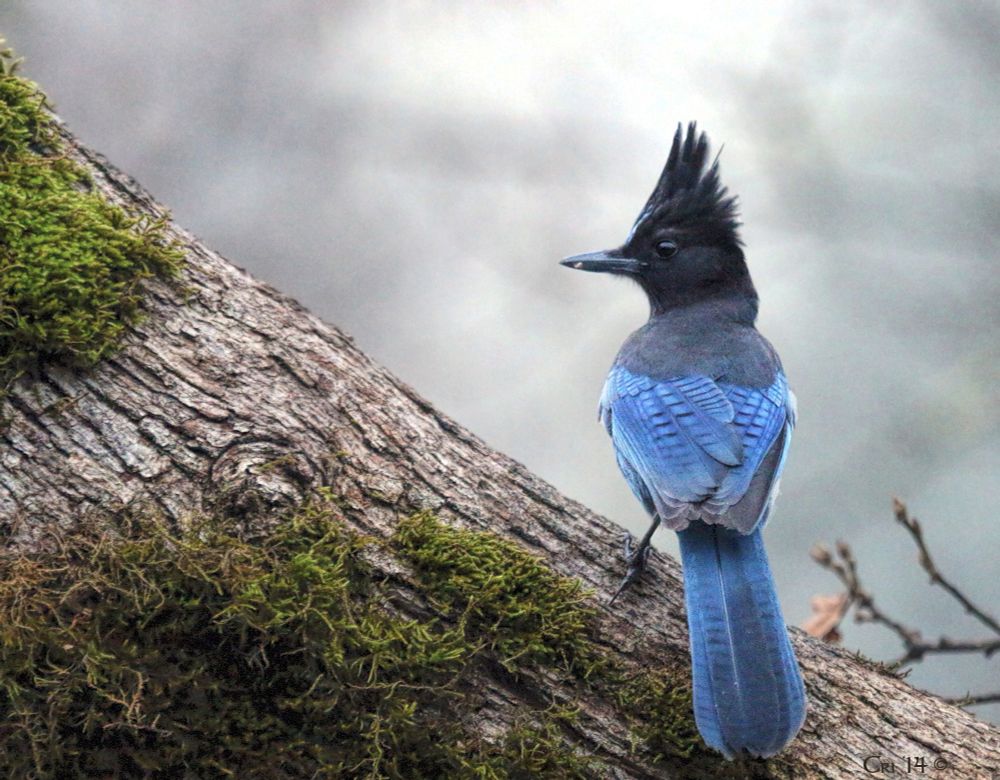 photo of a steller's jay standing on an diagonal (upper left to lower right) mossy oak branch. their back is to the camera and their head is turned to the left in profile. 