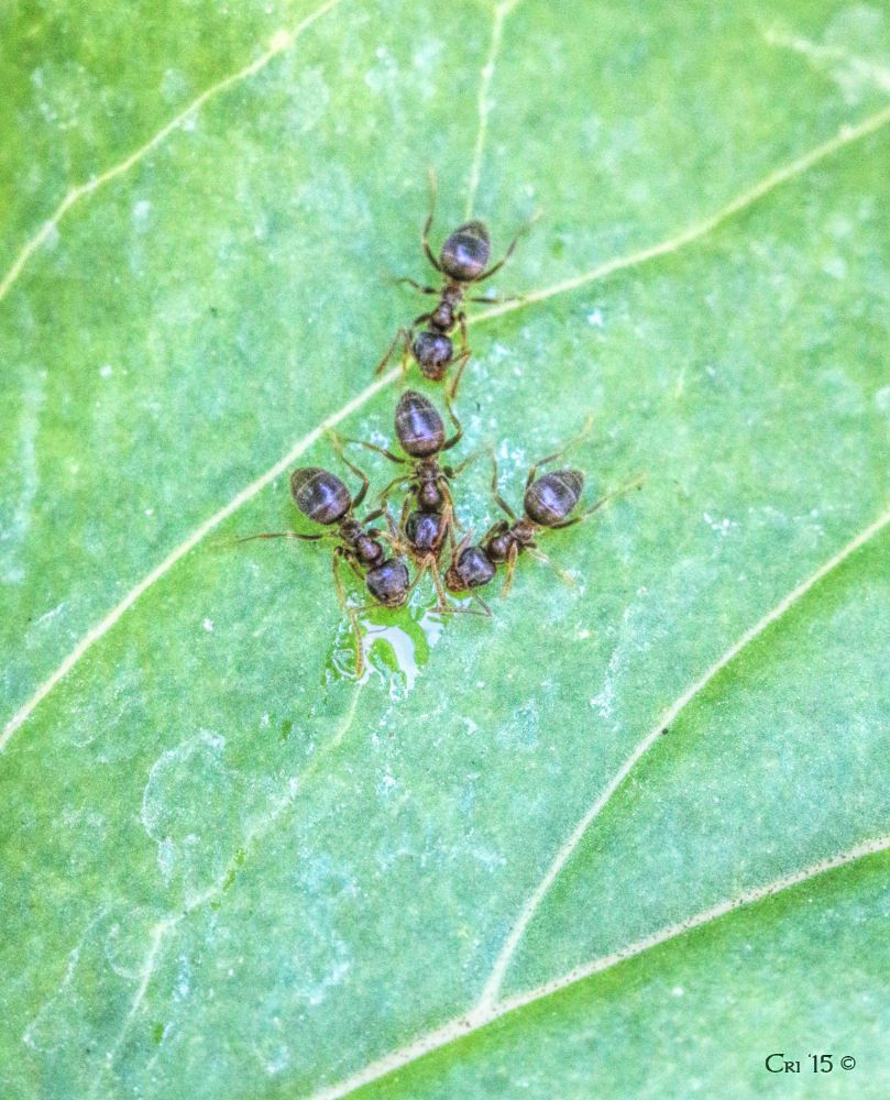 macro photo of 4 ants on a green leaf. they are arranged forming a perfect downward pointing arrow.