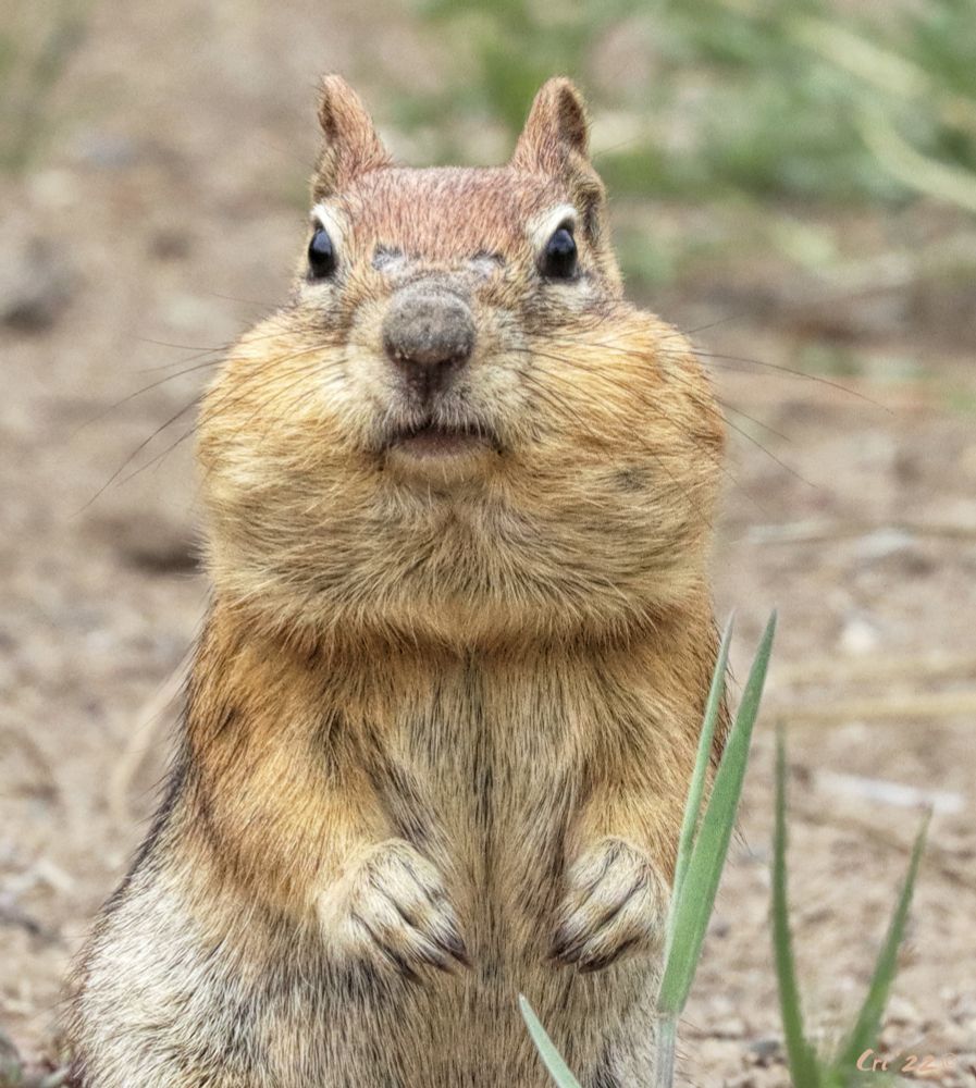 close up photo of a golden mantled ground squirrel with very, very full cheek pouches. they are standing up facing the camera.