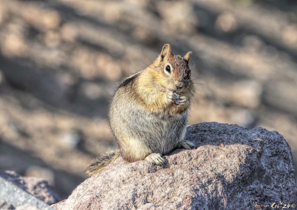 photo of a very chunky golden mantled ground squirrel sitting up on their haunches with paws to their mouth eating.