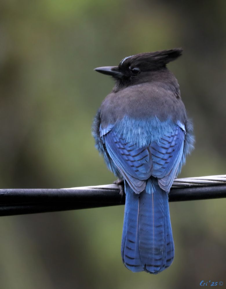 photo of a steller's jay on a triple twisted power line. they are facing away from the camera with their head turned to the left in profile. 
