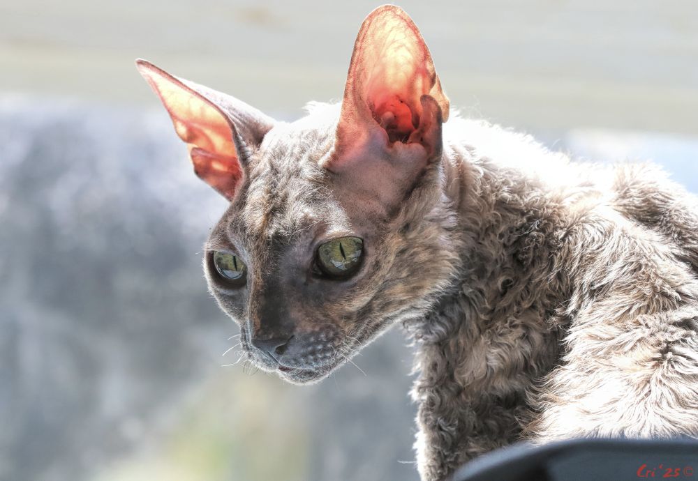photo of a blue tortie cornish rex cat in front of a window, she is backlit - lighting up her big ears. she is facing away from the camera, looking back over her shoulder just to the left of the camera.