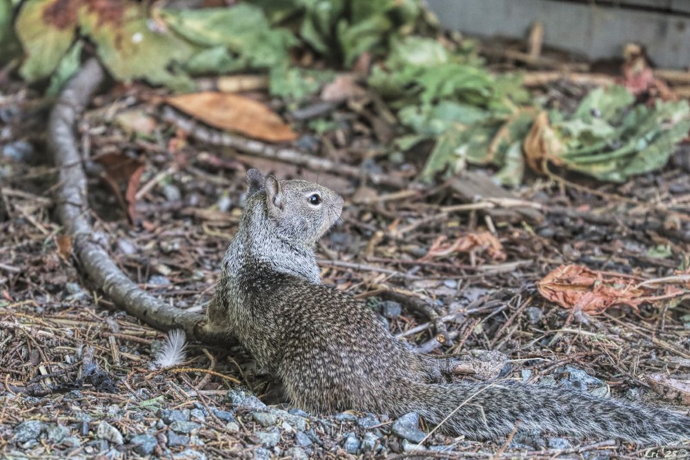photo of california ground squirrel on gravely substrate with some dried maple leaves in shades of green, brown and orange in the background. the squirrel is low to the ground with their back to the camera and tail draped to the right. their head is raised and they are looking to the right in 3/4 profile.