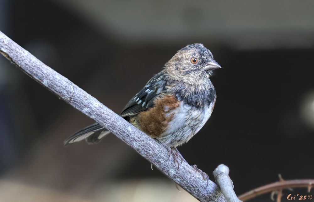 photo of a juvie spotted towhee perched on a small diagonal branch. his body has almost all the adult feathers (back black with white spots, sides rusty red) but his head is still almost entirely the mottled tan and brown juvie feathers. he is in profile facing right.