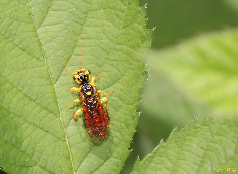 macro photo with slight motion blur. photo is of a vibrant yellow sawfly with black markings on the top of their head and abdomen. they have a deep orange abdomen. antennae and legs are also yellow. They are sitting on a blackberry leaf.