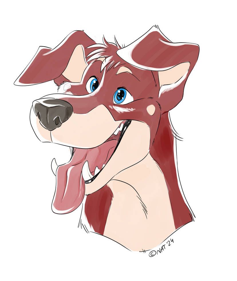 The happiest of red kelpie smiles with his tongue hanging over his bottom jaw