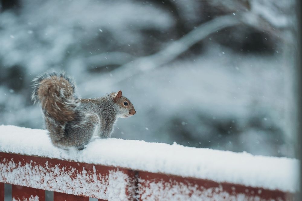 Squirrel on a deck railing in the snow. 