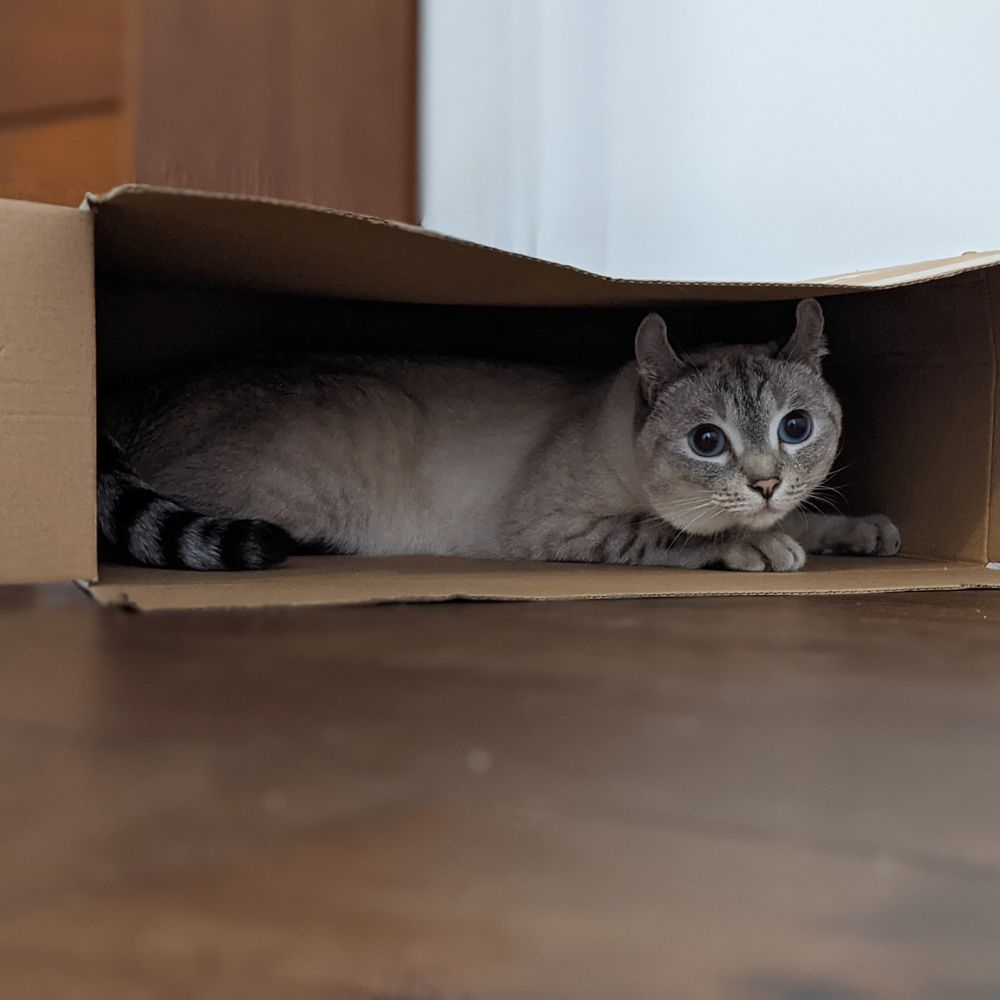 A white and grey highland lynx cat laying down in an open cardboard box