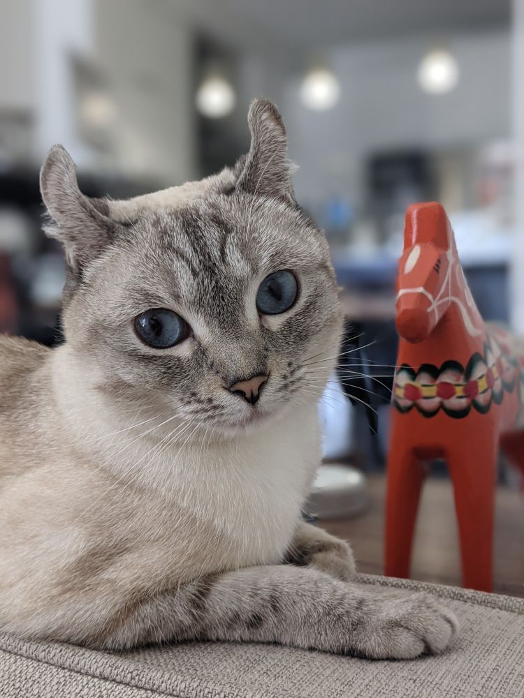 Picture of a white and grey highland lynx cat lying on a couch in front of a red hand painted Dalla horse. 