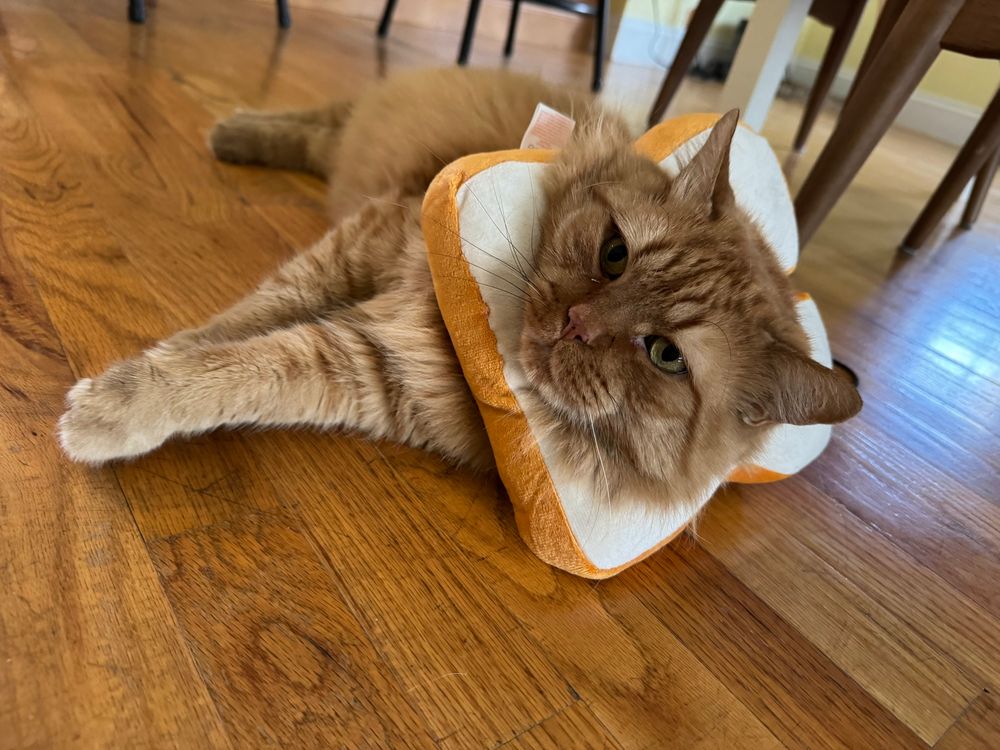 Cat lying down with bread neck pillow