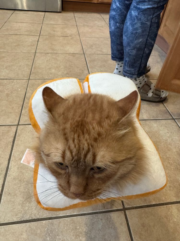 Close up photo of orange cat wearing bread neck pillow
