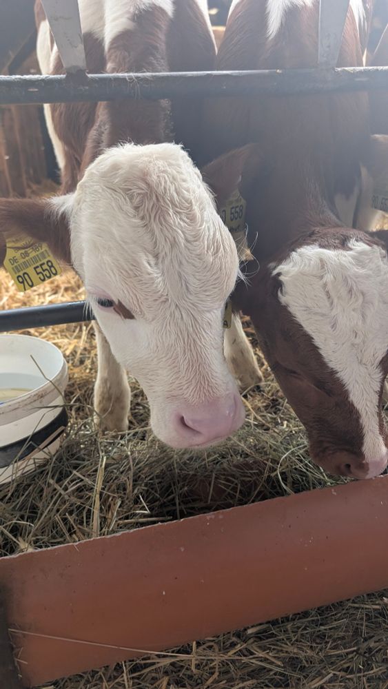 Kälber im Stall. Fressen Stroh.

