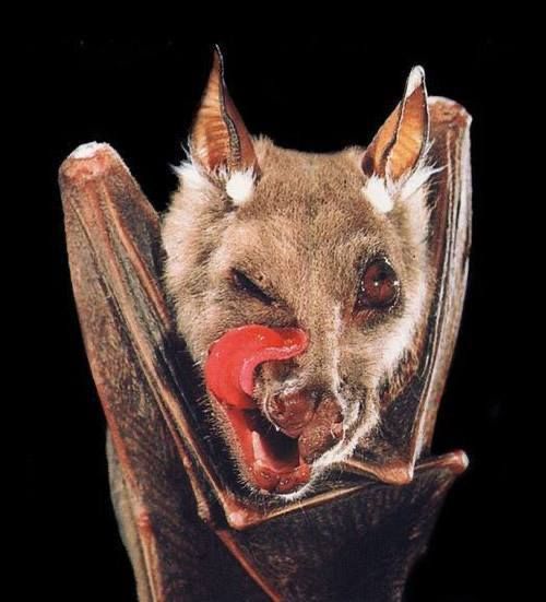 bat with wings wrapped around herself snd her tongue almost touching her eye cuz its licking so far out her mouth. 