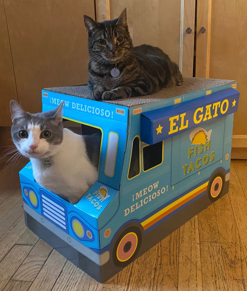 Vinnie is a gray and white bohunk with his head sticking out the front of a bright blue taco truck cat/scratcher called El Gato Fish Tacos. Novella is a dainty brown tabby hitching a ride on the corrugated cardboard roof, looking quizzical. 