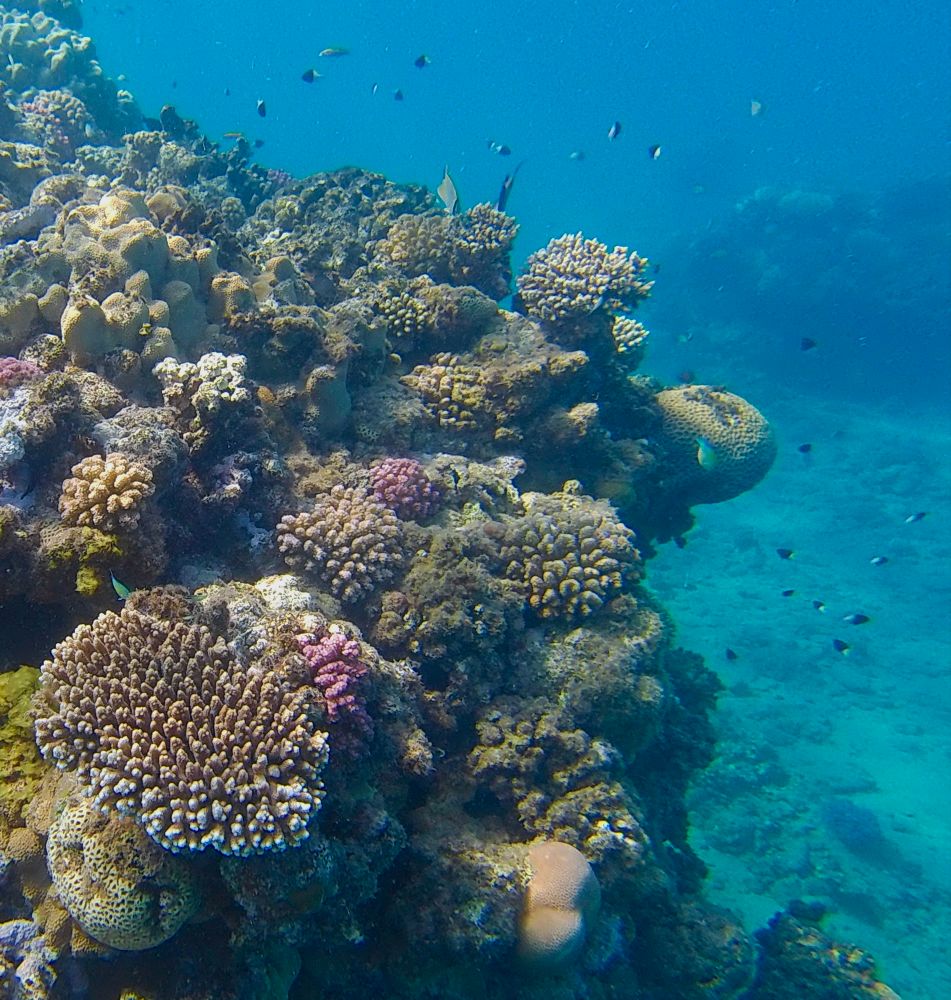 Ein Korallenriff in der Abu Dabbab Bucht im Roten Meer. Aufgenommen in etwa 4m Tiefe zieht sich das Riff bis knapp zur Wasseroberfläche. Man sieht bunte Korallen und viele Fische. Das Wasser schimmert azurblau und ist etwa 27 Grad warm. 